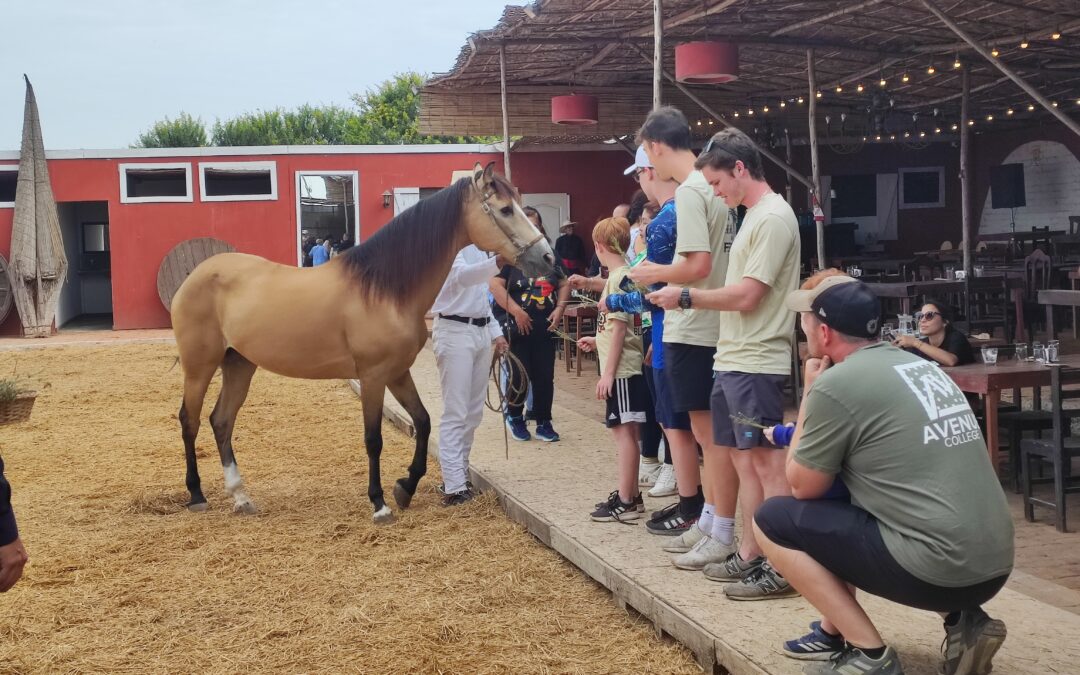 City Tours Trujillo y Caballos de Paso
